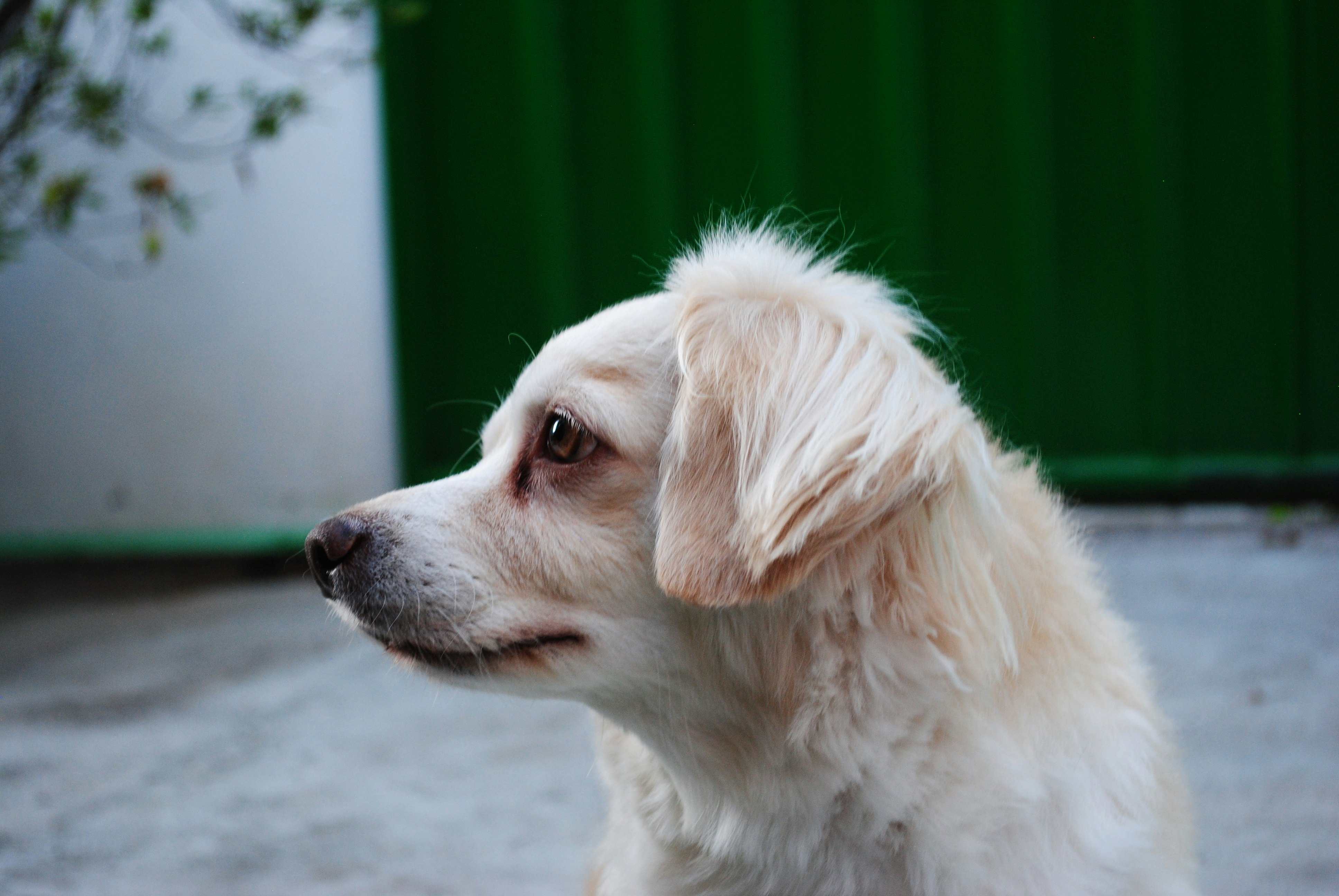 white long coat small dog